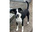 Adopt Gemini a Black - with White Border Collie / Labrador Retriever / Mixed dog