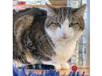 Adopt Margot a Brown Tabby American Shorthair (short coat) cat in St.