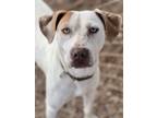 Adopt Daila a Mixed Breed (Medium) / Mixed dog in Duncan, OK (41041213)