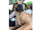Adopt Rosie Mae a Tan/Yellow/Fawn Rhodesian Ridgeback / Staffordshire Bull
