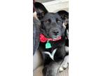 Adopt Shadow a Black - with White Husky / German Shepherd Dog dog in Colorado