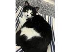Adopt Camilla a Black & White or Tuxedo Domestic Shorthair / Mixed (short coat)