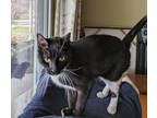 Adopt Peter a Domestic Shorthair (short coat) cat in South Bend, IN (41219099)