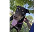 Adopt Zilla a Brown/Chocolate Doberman Pinscher / Mixed Breed (Medium) / Mixed