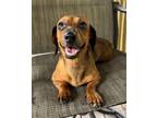 Adopt Glinda a Dachshund / Mixed dog in Weston, FL (39277938)