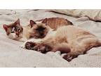 Adopt Blue 14 a Birman (long coat) cat in Austin, TX (40921908)