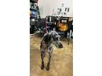 Adopt Major a Black - with Gray or Silver German Shepherd Dog / Standard Poodle