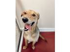 Adopt Daario a Labrador Retriever / Mixed dog in Harrisonburg, VA (41182239)