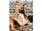 Adopt Artimiss a Labrador Retriever / Mixed dog in Harrisonburg, VA (41182238)