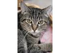 Adopt Echo a Brown Tabby Domestic Shorthair / Mixed Breed (Medium) / Mixed
