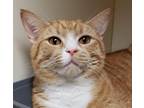Adopt Ginger a Domestic Shorthair / Mixed (short coat) cat in Little Rock