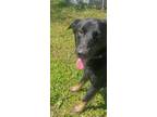 Adopt Midnight a Labrador Retriever / German Shepherd Dog / Mixed dog in