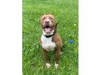 Adopt Koda a Red/Golden/Orange/Chestnut - with White American Pit Bull Terrier /