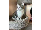Adopt Duppy a Gray, Blue or Silver Tabby Domestic Shorthair / Mixed (short coat)