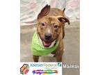 Adopt Mailman a American Pit Bull Terrier / Mixed dog in Gautier, MS (39572055)