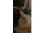 Adopt Sugarfoot a Black & White or Tuxedo Domestic Shorthair / Mixed (short