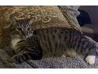 Adopt Axle a Brown Tabby Domestic Shorthair / Mixed (short coat) cat in