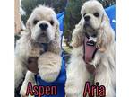 Adopt Aspen and Aria a White Cocker Spaniel / Mixed dog in Flushing