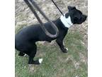 Adopt will a Black - with White Border Collie / Terrier (Unknown Type