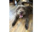 Adopt Ruby a Brown/Chocolate Schnauzer (Giant) / Mixed dog in Los Angeles