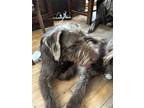 Adopt Rosie a Brown/Chocolate Schnauzer (Giant) / Mixed dog in Los Angeles