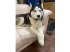 Adopt Alluring Arthus a Black - with Gray or Silver Husky / American Eskimo Dog
