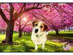 Adopt Mint Julep a Red/Golden/Orange/Chestnut - with White Sheltie