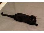 Adopt Parish URGENT a Bombay / Mixed (short coat) cat in Scottsboro