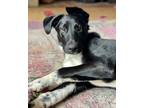 Adopt Debra a Black - with White German Shepherd Dog / Pit Bull Terrier / Mixed