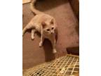 Adopt Ripple URGENT a Maine Coon / Mixed (short coat) cat in Scottsboro