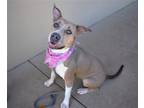 Adopt Lilac a Tan/Yellow/Fawn - with White Staffordshire Bull Terrier / Mixed
