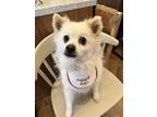 Adopt ATEEZ a White Pomeranian / Spitz (Unknown Type, Small) dog in New York