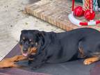 Adopt Diesel a Black - with Brown, Red, Golden, Orange or Chestnut Rottweiler /