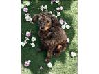 Adopt Barkley a Miniature Poodle dog in Phenix City, AL (41224361)