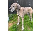 Adopt Titian a Brindle Great Dane / Mixed dog in Winchester, KY (41225641)