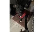 Adopt Nacho a Black - with White American Pit Bull Terrier / Mixed dog in Lutz