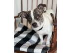 Adopt Summit a Jack Russell Terrier / Boston Terrier / Mixed dog in Dalton