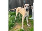Adopt Zeus a Brindle Great Dane / Mixed dog in Winchester, KY (41225635)