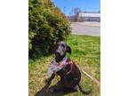 Adopt Electron a Black Doberman Pinscher / Mixed dog in Kalamazoo, MI (41225545)