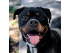 Adopt Bo a Rottweiler / Mixed dog in St. Petersburg, FL (41219436)