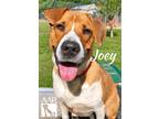 Adopt Joey a Hound (Unknown Type) / Beagle / Mixed dog in Magnolia