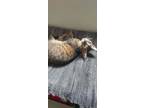 Adopt Lilo a Spotted Tabby/Leopard Spotted Egyptian Mau cat in Manchester