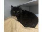 Adopt Benjamin a All Black Domestic Longhair cat in Cedartown, GA (41225095)