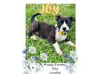 Adopt Joy a Boxer / Staffordshire Bull Terrier dog in Xenia, OH (41152610)