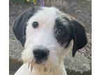 Adopt Great Gertie a Black - with White Great Pyrenees / Great Dane dog in