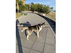 Adopt Dieter a Black - with White Husky / Mixed dog in Gig Harbor, WA (39750645)