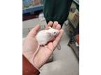 Adopt Pistachio a White Mouse small animal in Germantown, OH (40109861)