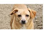 Adopt Pickett a Brown/Chocolate Jack Russell Terrier / Mixed Breed (Medium) dog