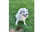 Adopt Mister Rocky a White Great Pyrenees / Mixed dog in Aurora, IN (41224919)