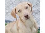 Adopt Chime-Adoption Fee Grant Eligible! a Catahoula Leopard Dog / Coonhound /